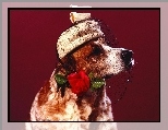 Woalka, Basset, Toczek, R�a